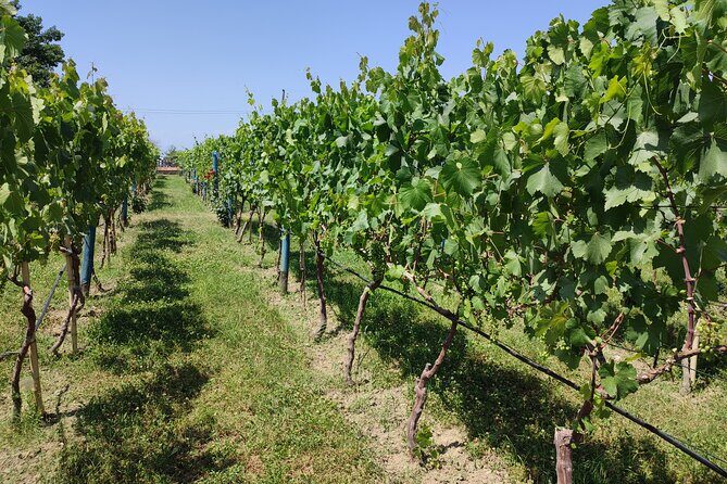 4 Group Tours Including Airport Transfers - Day 4 Kakheti food and wine: Badiauri bread, Bodbe monastery, and cellar tastings