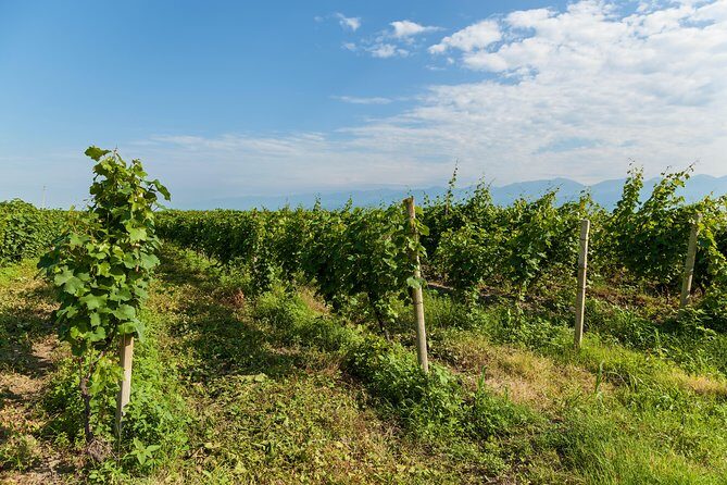 Highlights of Kakheti region-Signagi,Bodbe,Wine tasting(Private Tour) - Price and Value: What You Get for $125 Per Person