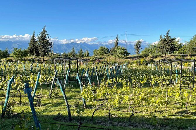Kakheti.All inclusive Wine tour with family lunch - Key Highlights You’ll Feel the Most