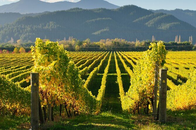 Kakheti: Bodbe, Sighnaghi, Telavi Wine Tour from Tbilisi - Telavi highlights: 900-year-old tree, Erekle’s palace views, then wine-house tasting
