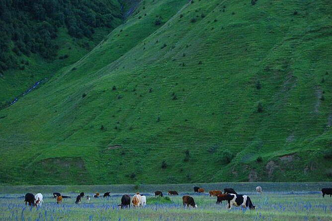 Kazbegi Adventure - Private Day Trip From Tbilisi with a Dinner + Masterclass - Entering The Mountains: How This Day Trip Really Works