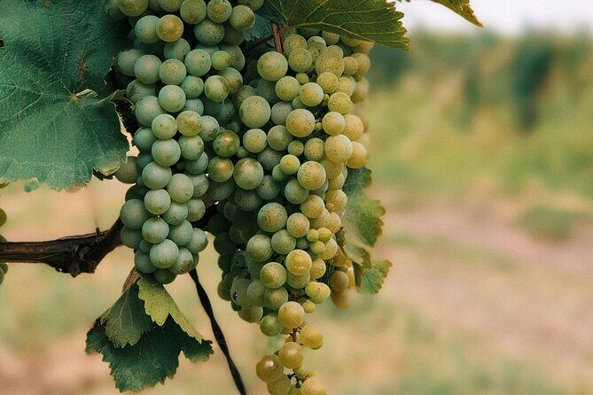 Private Day Trip to Kakheti Wine Region Including Wine Tasting - Kakheti’s Vine Country: What “Wine Region” Looks Like in Real Life