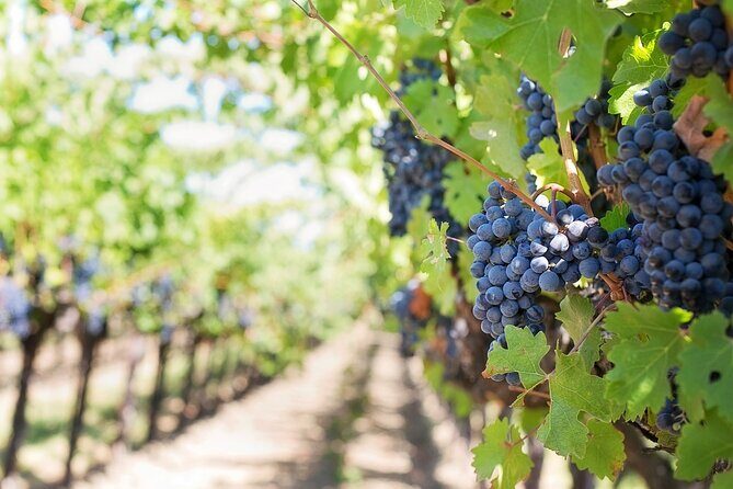 Private Day Trip to Kakheti Wine Region Including Wine Tasting - Churches, Monasteries, and Cultural Context Without the Museum Fatigue
