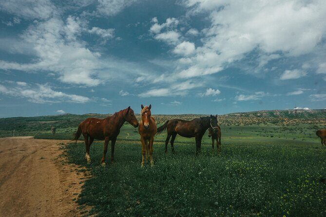Private Horse Riding Adventure in Tbilisi - The first 10–15 minutes: horse prep and safety coaching