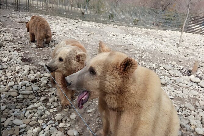 Tbilisi: Sabaduri Forest, Georgian Stonehenge & Bear Sanctuary - Key highlights you’ll actually care about